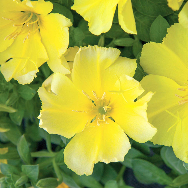 Evening Primrose Seeds