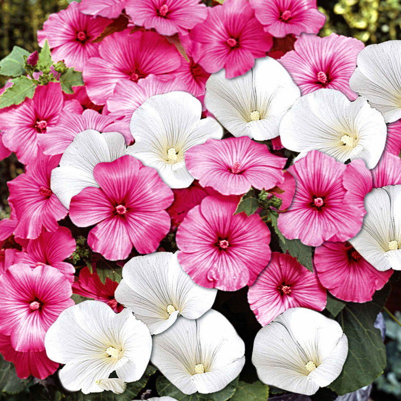 planting lavatera seeds Lavatera Seeds 'Twins Mix'