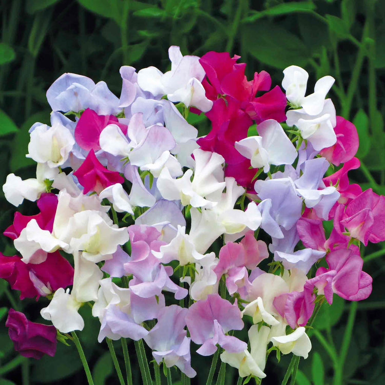 confetti with flower seeds Sweet Pea Seeds 'Confetti'