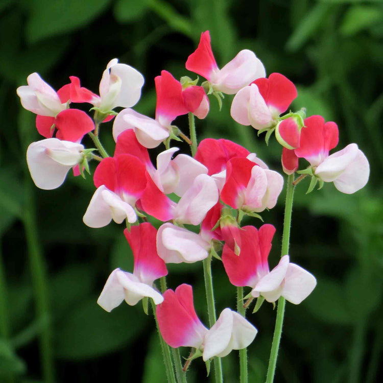 Sweet Pea Seeds 'Little Red Riding Hood'