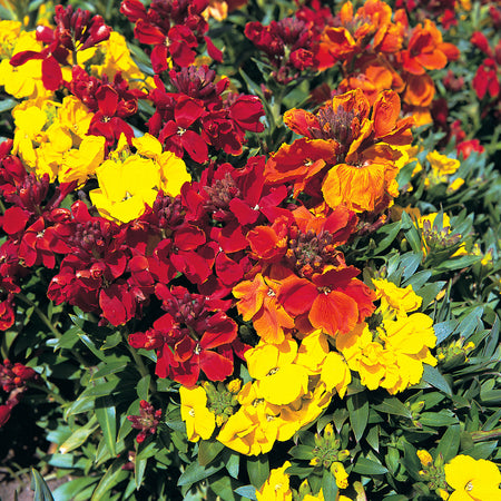 Unwins Autumn Flower Seed Collection – 5 Varieties