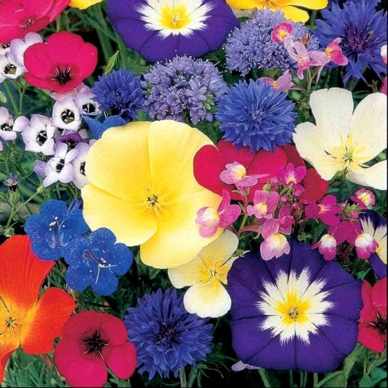 Annual Flower Seeds 'Dwarf Mix'