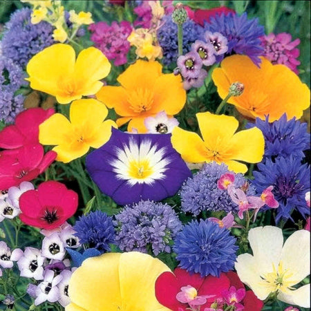 Annual Flower Seeds 'Dwarf Mix'