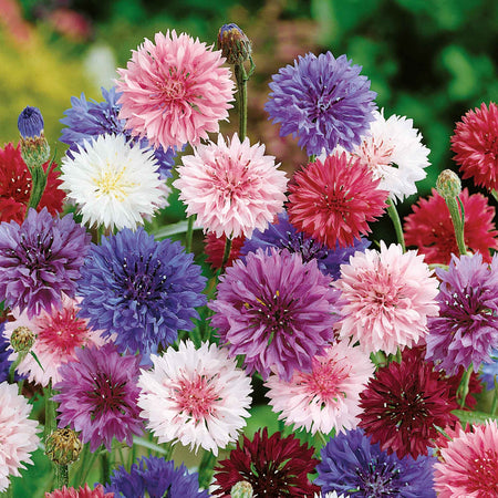 Unwins Pollinator Flower Seed Collection – 5 Varieties