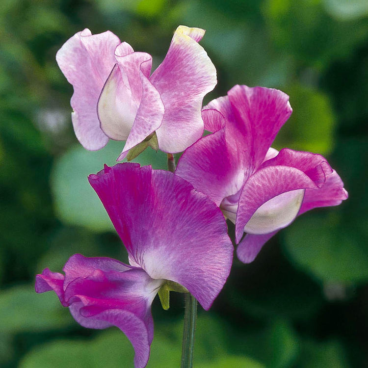 Sweet Pea Seeds 'Extra Fragrant' Collection