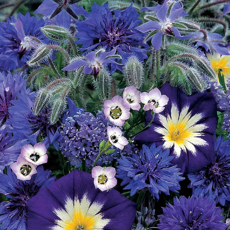 Sea Of Blue Seeds 'Mixed Annuals'