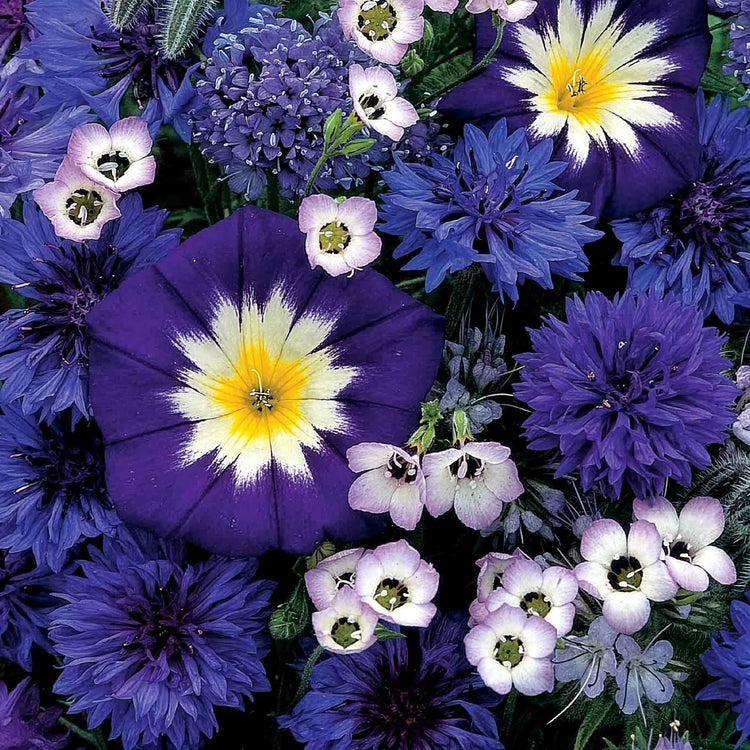 Sea Of Blue Seeds 'Mixed Annuals'
