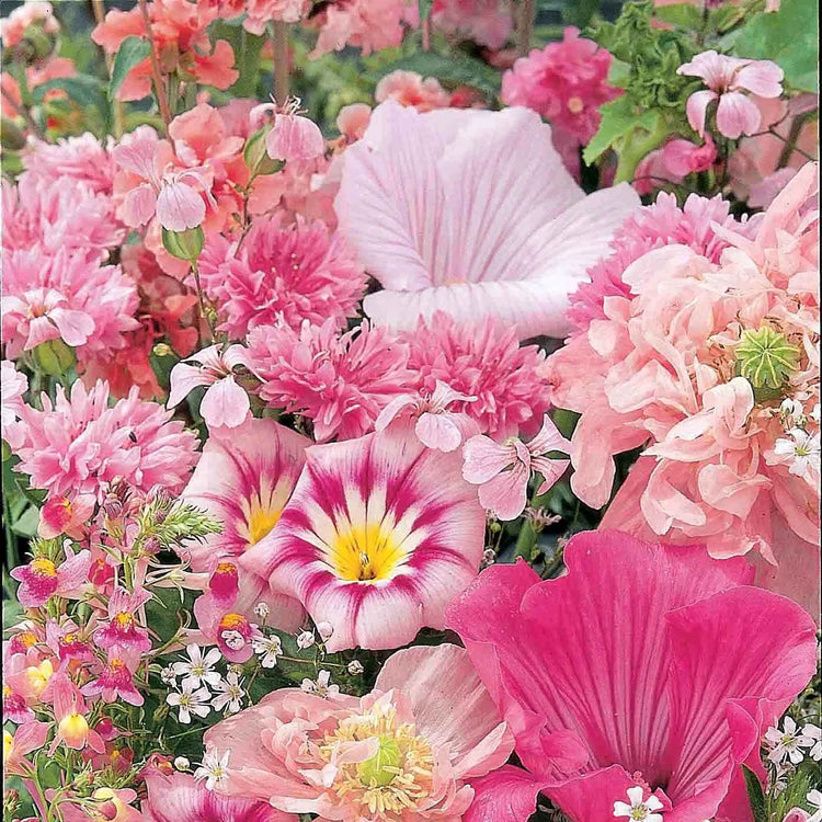 Mixed Annuals Seeds 'Sea Of Pink'