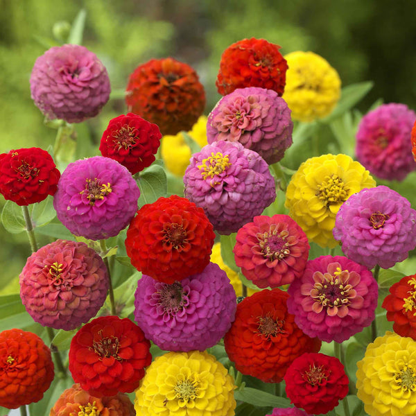 Zinnia Seeds 'Cupid Mix'