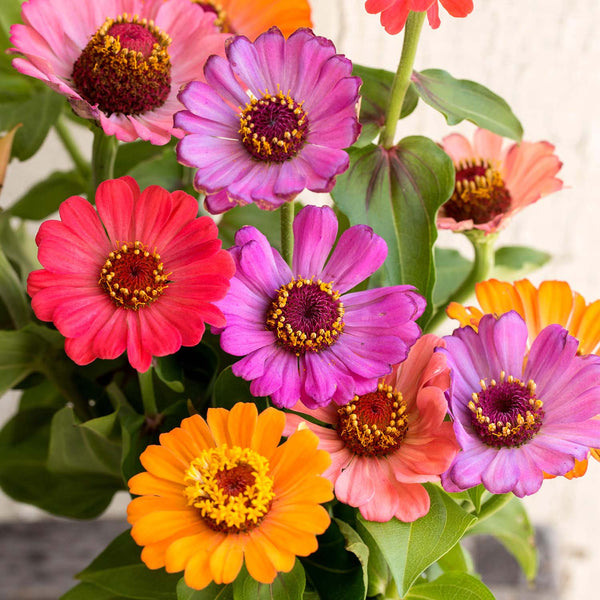 Zinnia Seeds 'Forecast'