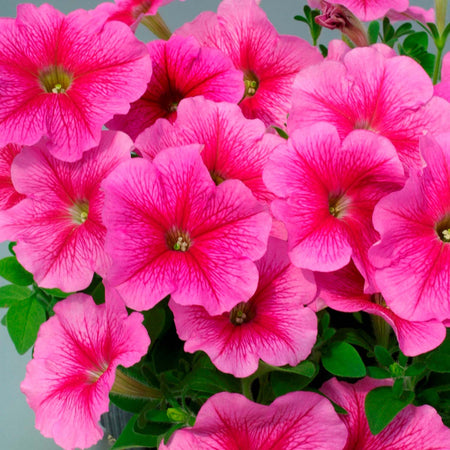 Marshalls 'Trailing Petunia Selection'