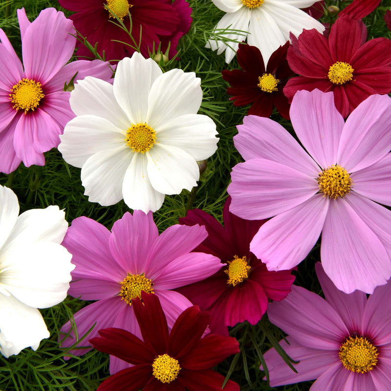 Cosmos Seeds 'Sonata'