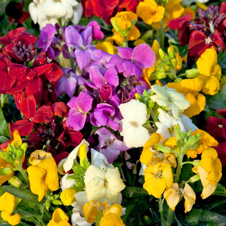 Marshalls 'Winter and Spring Bedding' Plant
