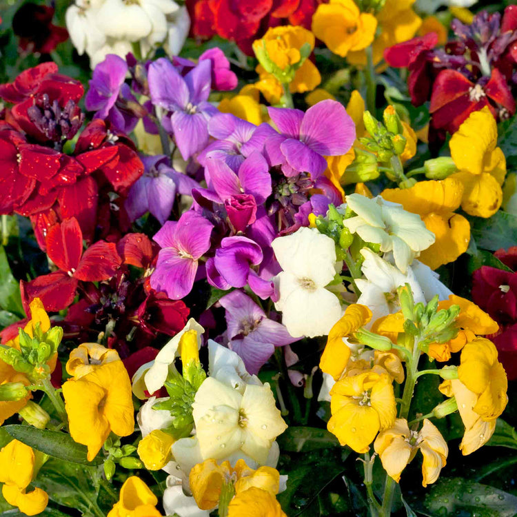 Marshalls 'Winter and Spring Bedding' Plant