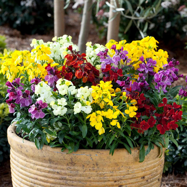 Wallflower 'Sugar Rush Mix'
