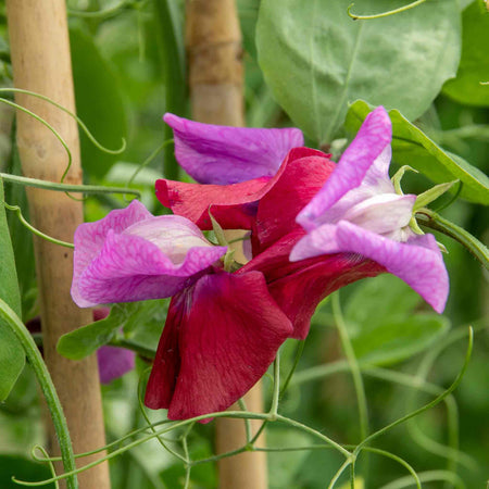 Sweet Pea Seeds 'Fairy Lights'