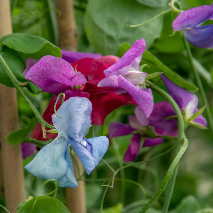 Sweet Pea Seeds 'Fairy Lights'