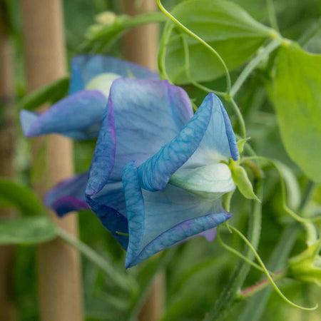 Sweet Pea Seeds 'Fairy Lights'