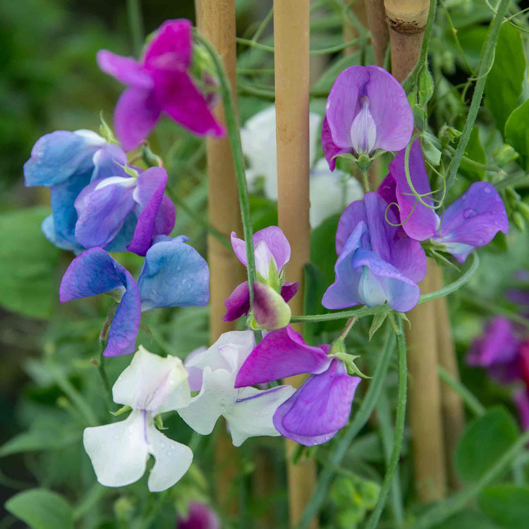 Sweet Pea Seeds 'Fairy Lights'