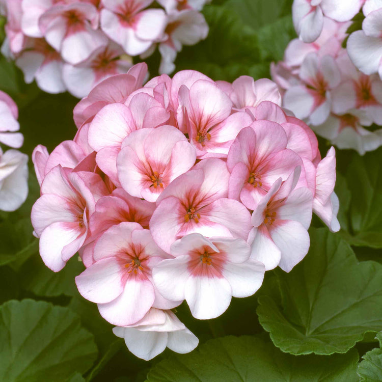 seed geranium sun or shade Geranium Seeds 'Horizon Star'