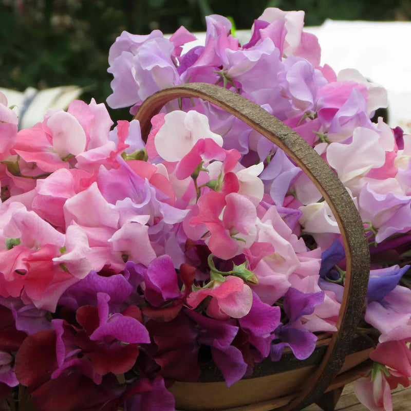 Sweet Pea Seeds 'Bubblegum Mix'