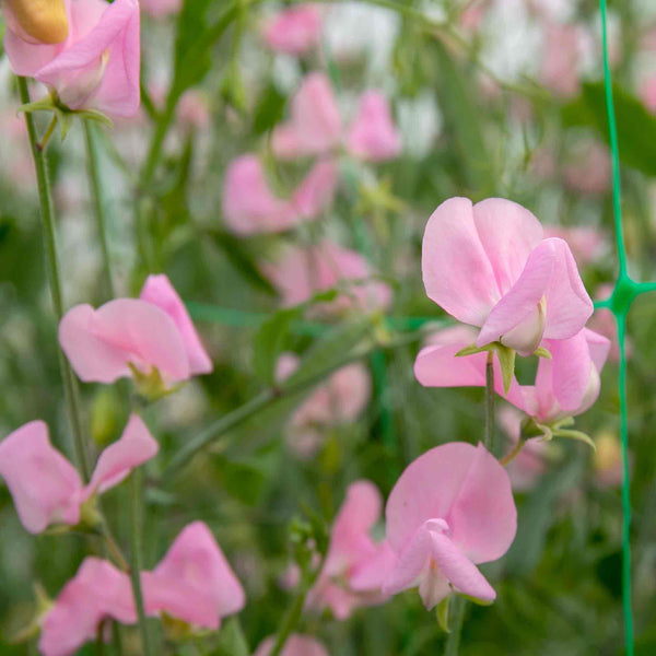 Sweet Pea Seeds 'Janet Scott'