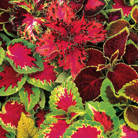 Coleus Seeds 'Warpaint'