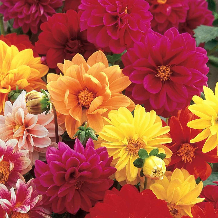 dahlia hybrid seeds Dahlia Seeds 'Unwins Dwarf Hybrids'