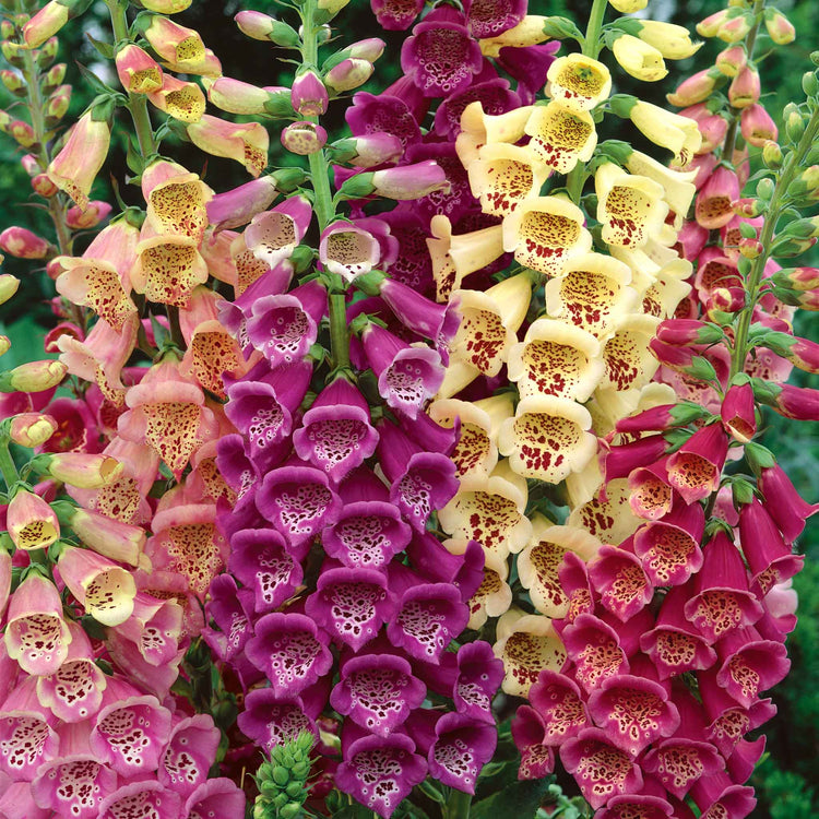 Foxglove Seeds 'Excelsior Mix'