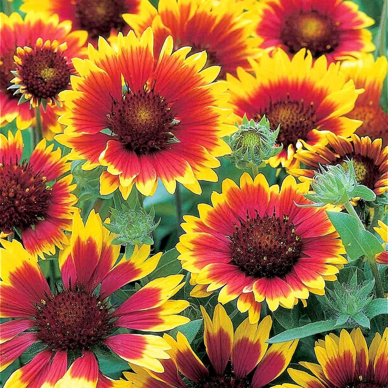 Gaillardia Seeds 'Summer Fire'