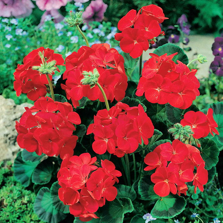 Geranium Seeds 'Simply Red'