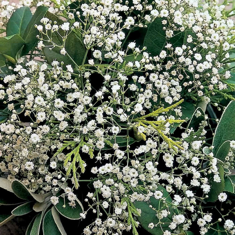 Gypsophila Seeds 'Diamond Spray'