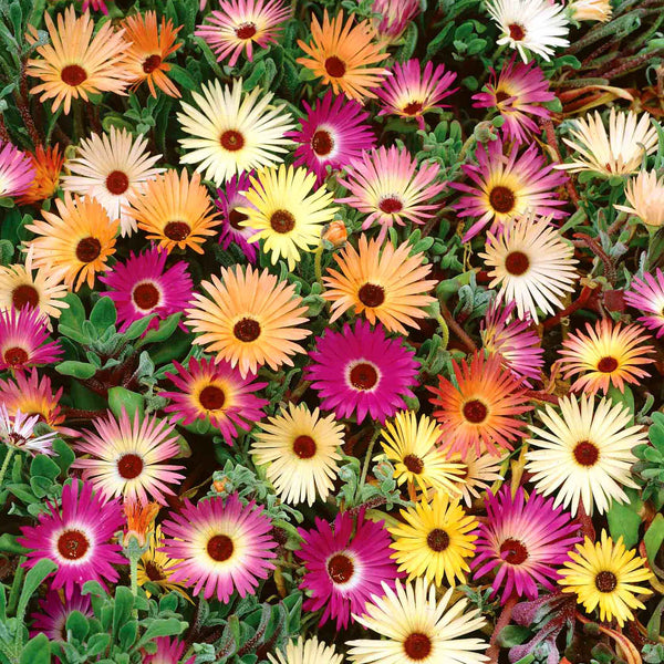 Livingstone Daisy Seeds 'Tapestry Mix'