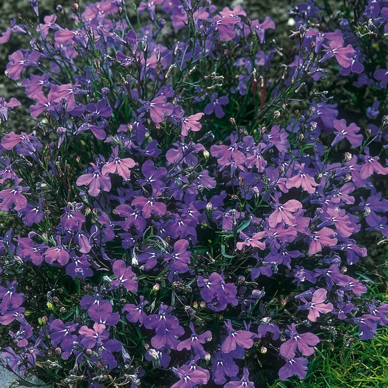Lobelia Seeds 'Crystal Palace'