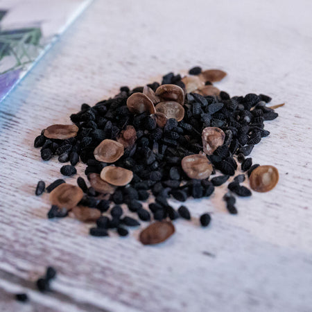 Love In A Mist Seeds 'Allsorts'