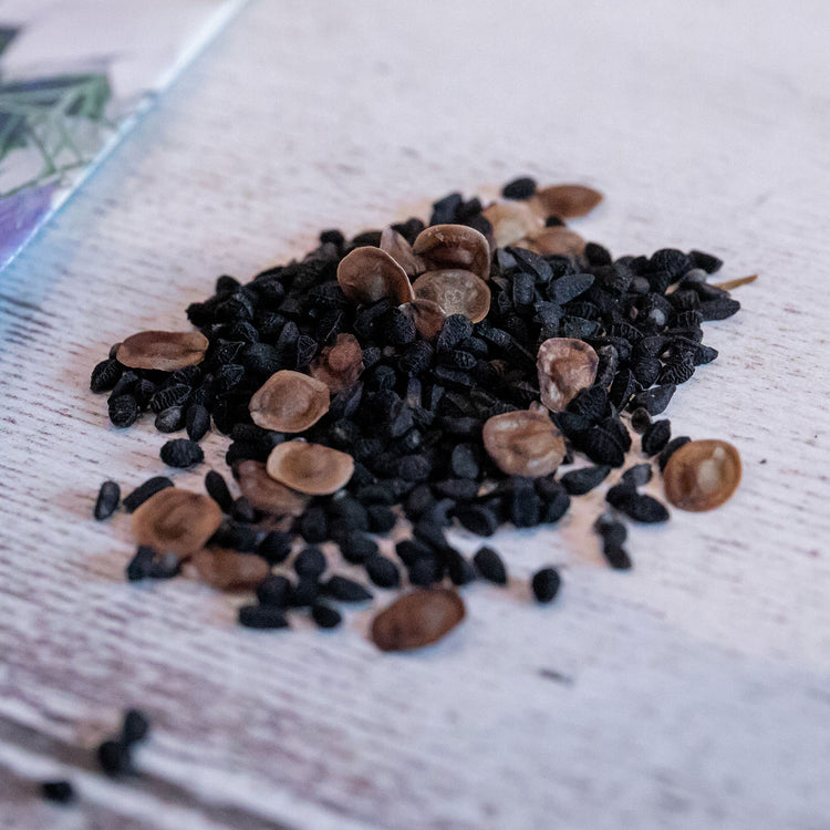 Love In A Mist Seeds 'Allsorts'