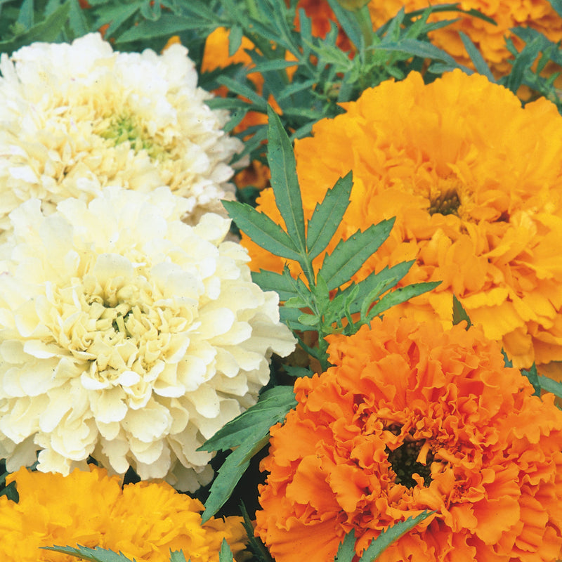 African Marigold Seeds 'Cream Cracker'