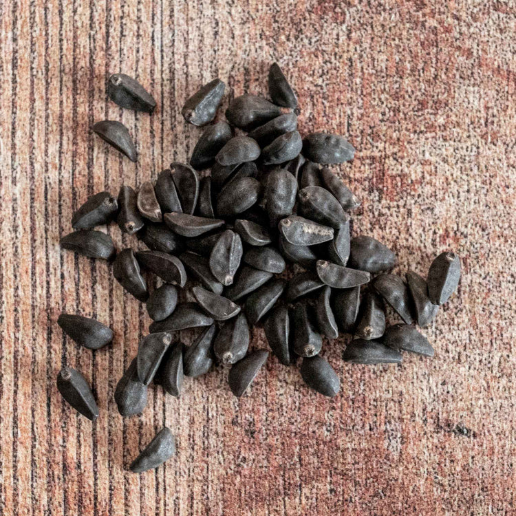 Morning Glory Seeds 'Heavenly Blue'