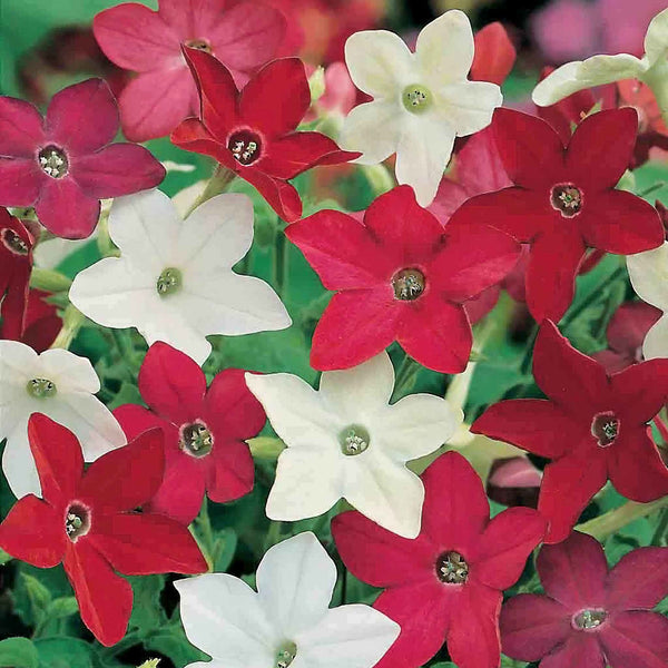 Nicotiana Seeds 'Little Nicky'