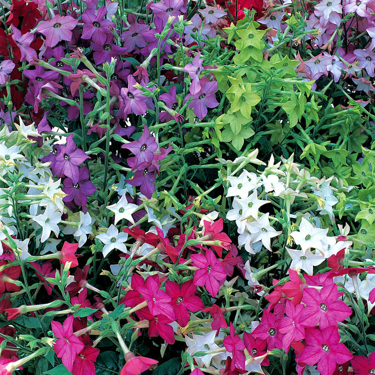Nicotiana Seeds 'Sensation Mix'