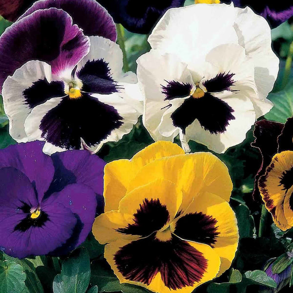 Pansy Seeds 'Bright and Beautiful'