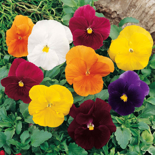 Pansy Seeds 'Clear Crystals Mix'