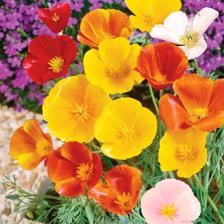 Californian Poppy Seeds 'Superb Mix'
