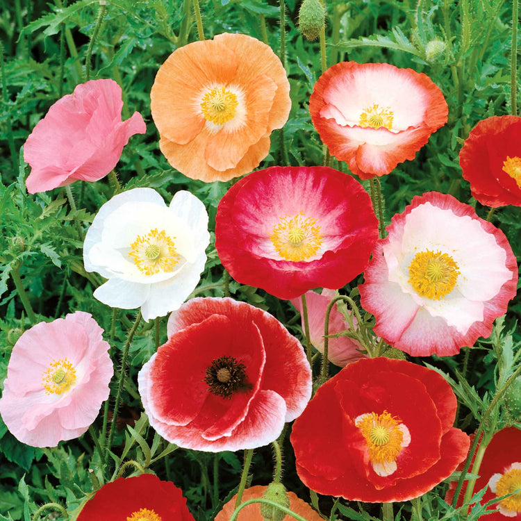 Poppy Seeds 'Shirley Double Mix '