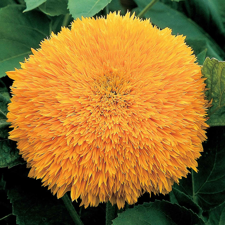 Sunflower Seeds 'Ginger Nut'