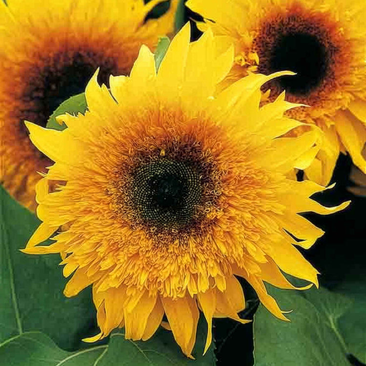 Sunflower Seeds 'Starburst Panache'