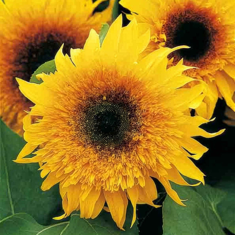 Sunflower Seeds 'Starburst Panache'