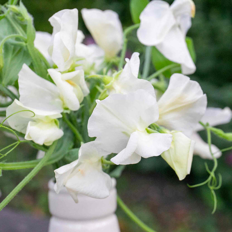 Sweet Pea Seeds 'Extra Fragrant' Collection