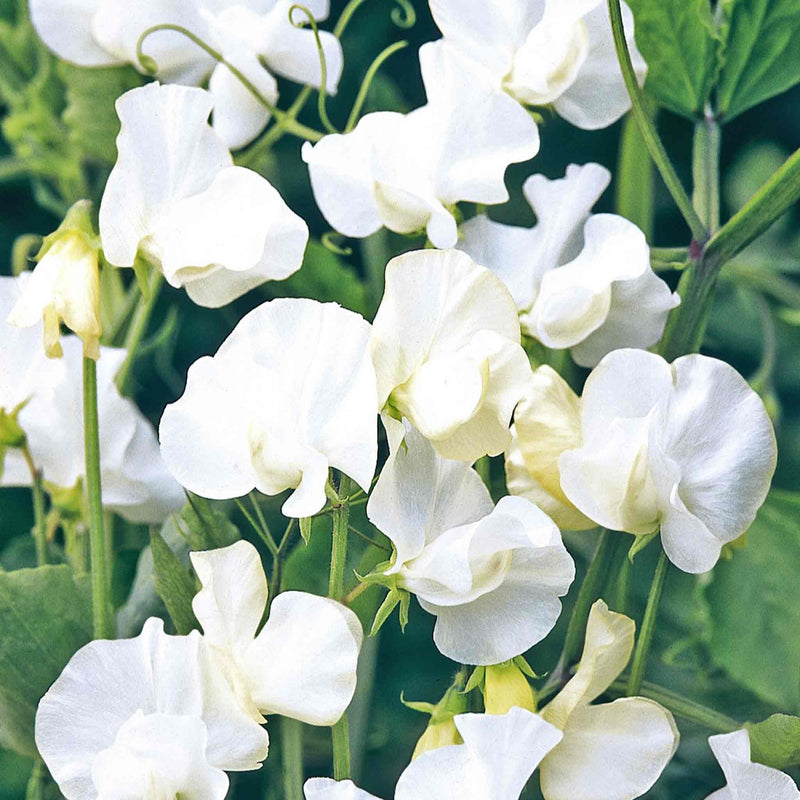 Sweet Pea Seeds 'Norman Wisdom'