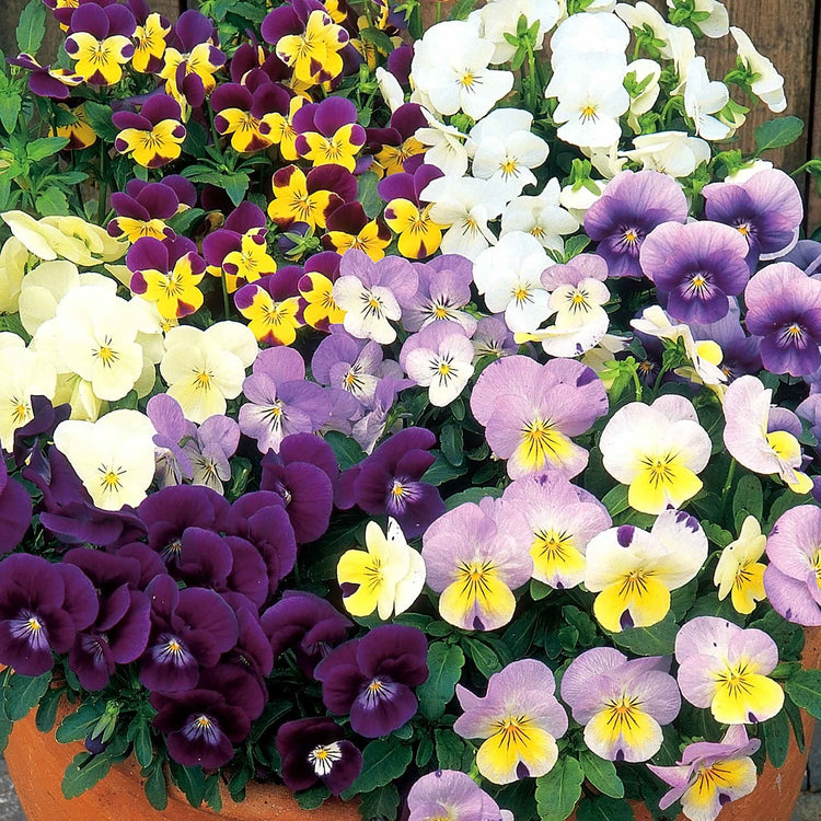 Viola Seeds 'Spring Sherbets'
